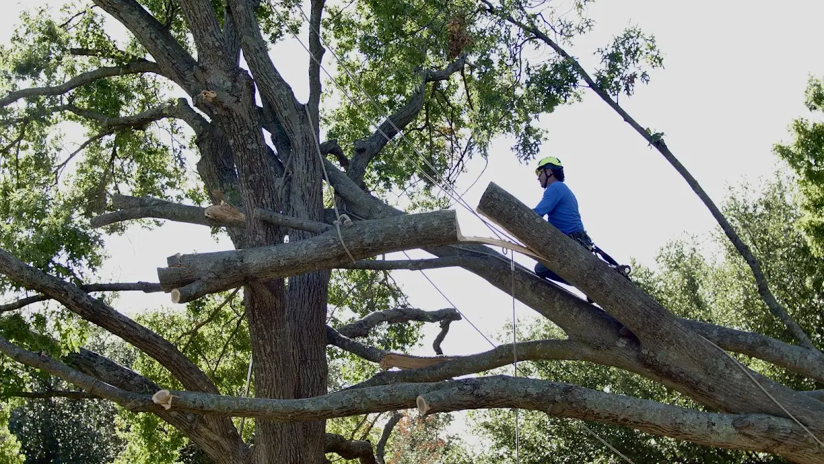 Professional Hazardous Tree Removal performed by certified arborists in Mc Clellanville
